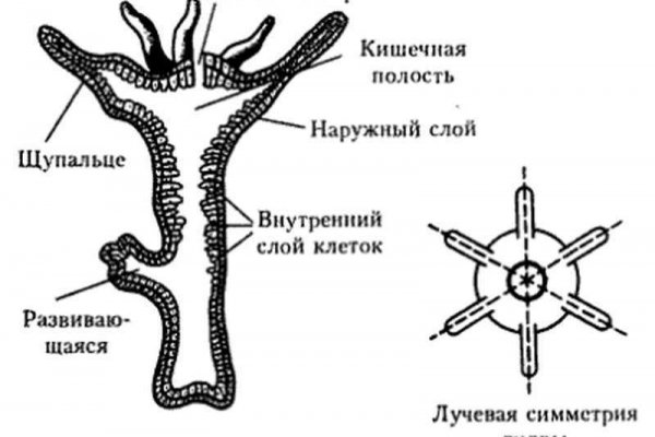 Кракен стор